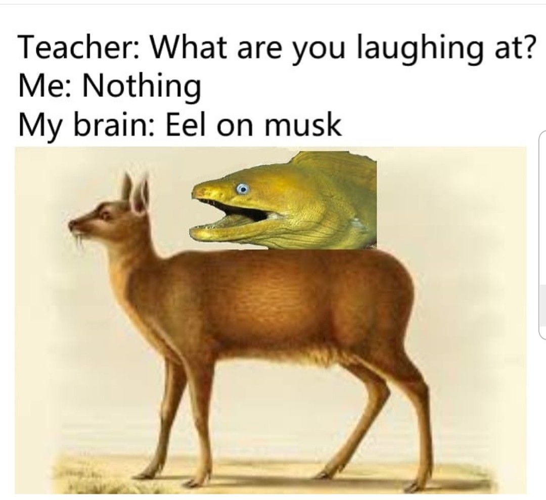 Eel on Musk meme combining an eel with a deer