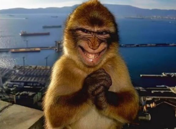 Grinning monkey with a harbor in the background